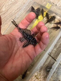 L333 Hypancistrus - 2