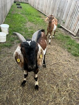 cap na pripustenie - 2