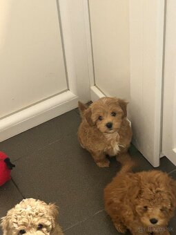 Maltipoo/ toy pudel - 2