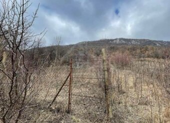 Vinica na predaj - 2