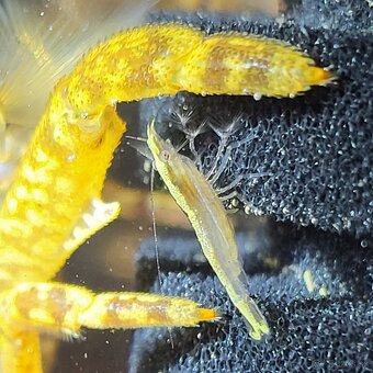 Krevetky Atyopsis Moluccensis (Bamboo Shrimp, Molucká) - 2
