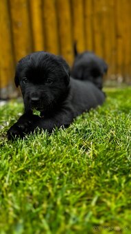 Šteniatka labrador - 2