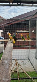 Amazonik bielobruchy - 2