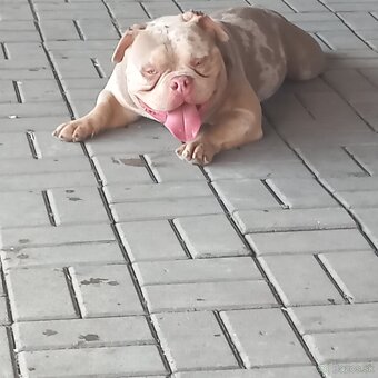 American bully pocket na krytie - 2