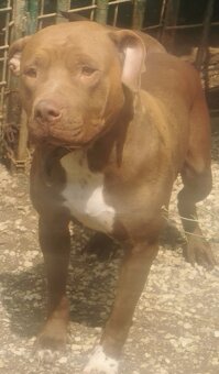 American Bully (XL) - 2