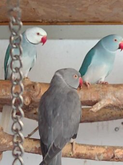 Alexander malý. - 2