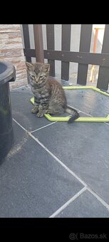 mačiatko slečna - 2