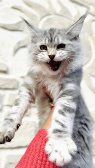 ⚜️Maine Coon s PP Mainská Myvalia - 2