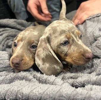 Jazvecik krátkosrstý - 2