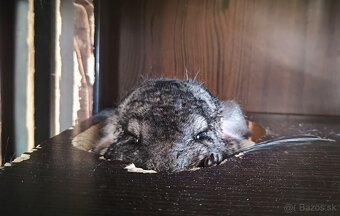 Hľadá sa 5-hviezdičkový domov pre činčilu Lumpíka - 2