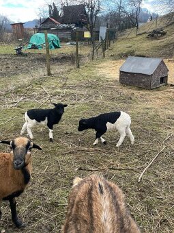 Predám ovečku s jahniatkami. - 2