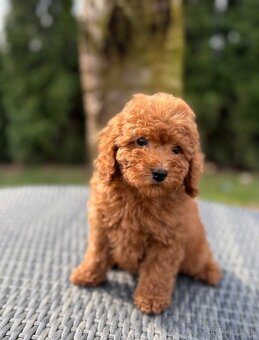 Pudel, pudlik Toy/Trpaslik - 2