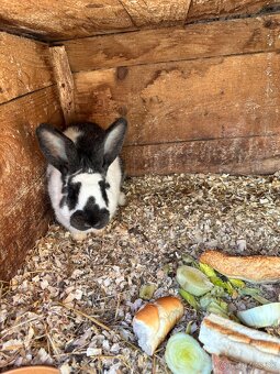 Mam napredaj kraliky oten NOS - 2