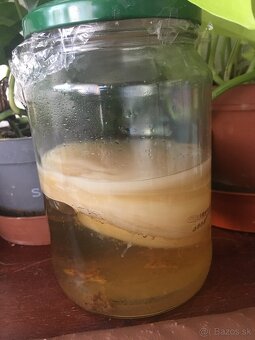kombucha - 2
