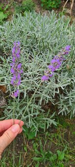 Levandula-lavande-veĺká 70cm-samozber - 2