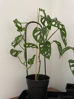 Monstera - 2
