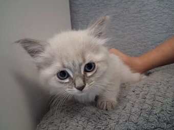 Ragdoll mačiatka na predaj - 2