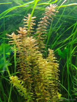 Rastlinky, rotala - 2