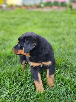 Rotvajler,rotveiler,rotvailer,rotwailer,rotweiler na predaj. - 2