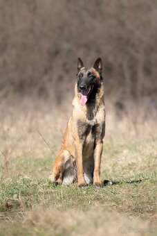 Belgický ovčiak malinois - 2