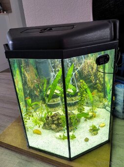 Predám 8 uhoľníkové zabehnuté akvárium 120 litrov - 2