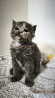 Maine coon mačička mco Mainska myvalia - 2