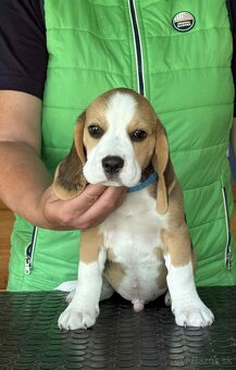 Bigel, bigl, beagle s PP - 2