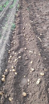 Konzumne zemiaky - 2