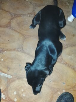 Darujem psa do dobrých rúk - 2