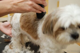 Prenajmem salón pre psov - 2