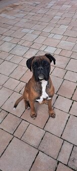 Krytie. Nemecky boxer. - 2