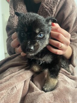 Šteniatko fenka - 2