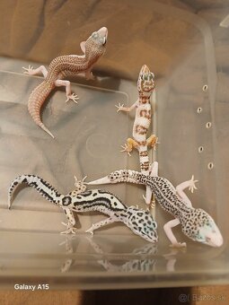 Predam Gekončiky - 2