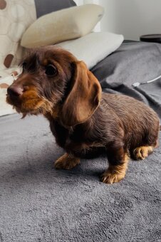 Jazvečík drôtosrstý kraličí, trpasličí - 2