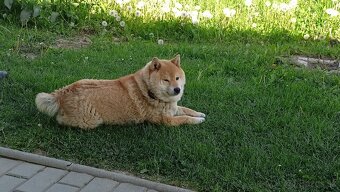 Predám fenku Shiba inu - 2