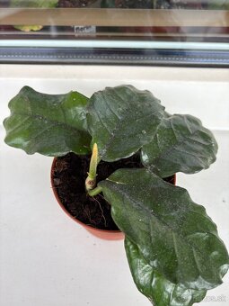 Hoya - 2