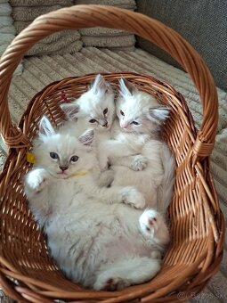 Ragdoll - 2