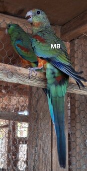 Papagáje mnohofarebné (mnohobarve) - 2
