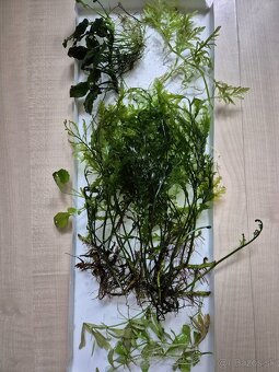 akvarijné rastliny - 2