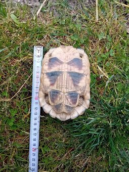 Korytnačka žltočierna / testudo marginata - 2