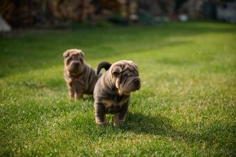 Sharpei šarpej - 2