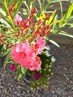Panašovaný oleander, zakorenený odrezok, iba osobný odber BA - 2