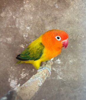 Agapornis fisher - 2
