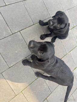Šteniatko, psík - labrador & kopov - 2