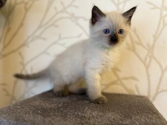 Ragdoll mačiatka - 2