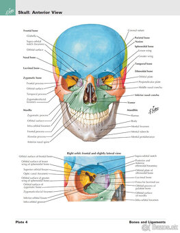 Netterov anatomický atlas človeka (CZ+EN) - 2