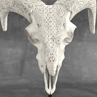 Vyrezávaná lebka barana na kovovom stojane - motív Infinity - 2