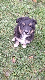 Darujem šteniatko - 2