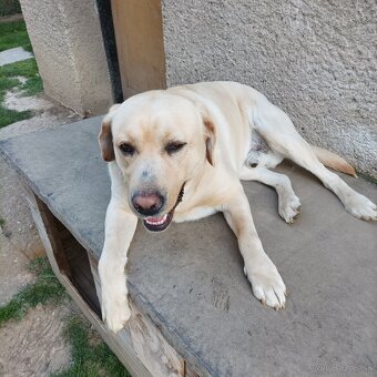 Labrador na krytie - 2