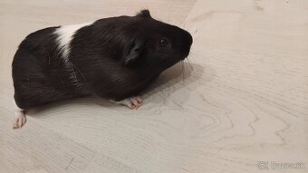 Predám morčiatko Haminka - 2